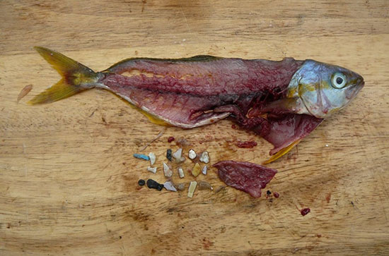 Digested plastic particles